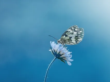 Azul - Mantra para Contemplação