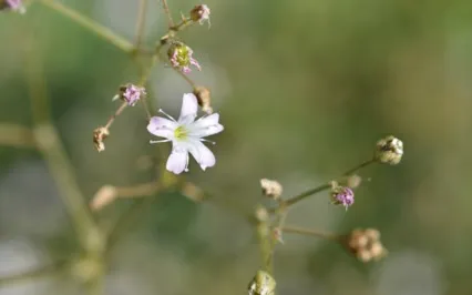 B.R.E.A.-TH Thankful & Healing