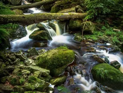 Babbling Brook | Forest Stream | Calming Nature Sounds