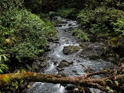 Babbling Brook Meditation