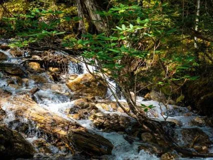 Babbling Brook Sounds For Relaxation | 30 Minute Peace