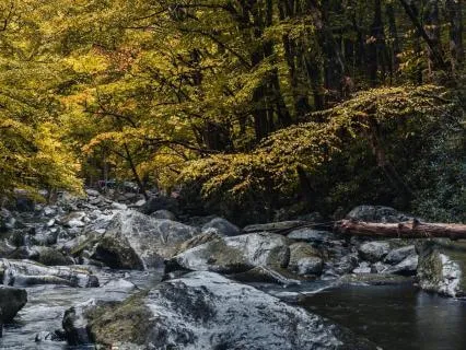 Babbling Forest Brook – 1 Hour of Relaxing Water Sounds