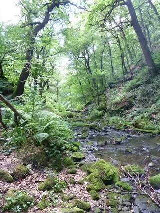 Babbling Woodland Stream