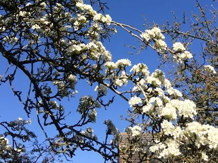 Nature Sounds: Baby Blackbirds In England