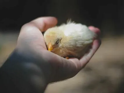 Baby Chick Healing Frequency 174Hz Sound Bath