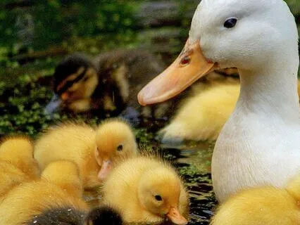Baby Duckling (Bedtime Story)