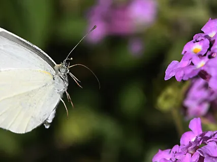 Baby Loss Birth Preparation Meditation