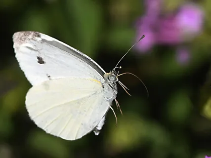 Baby Loss Body Scan Meditation For Rest