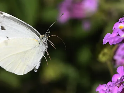 Baby Loss Breath Awareness Practice