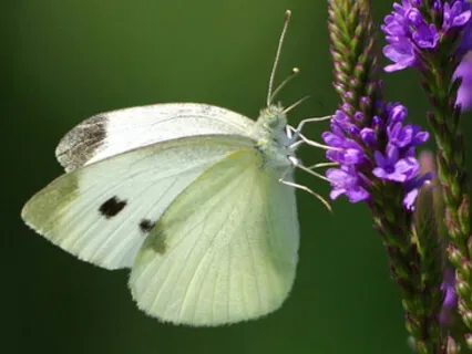 Baby Loss Breathing Anchor