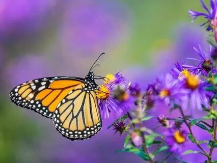 Baby Loss Connection Meditation