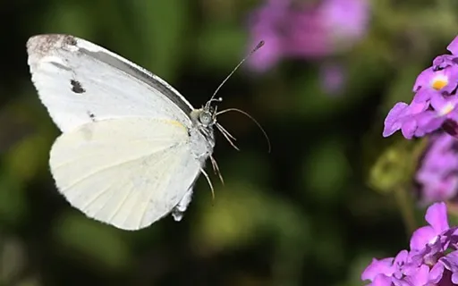 Baby Loss - Reducing Suffering With Compassion