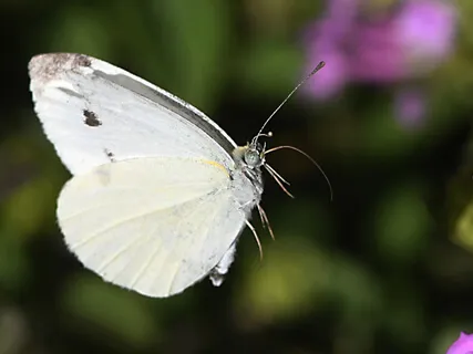 Baby Loss Self Compassion Meditation