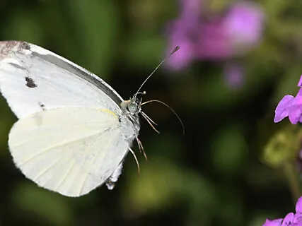 Baby Loss Walking Meditation