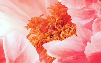 Back To Heart. Back To Home.