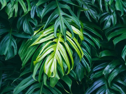 Back To Nature - Stress Relief