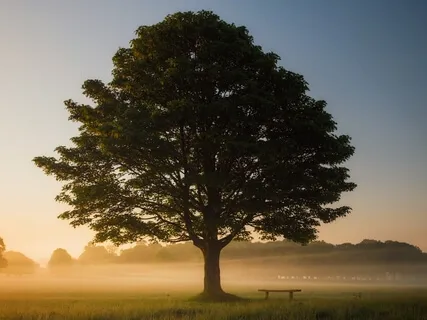 Backdraft - Touching Closed Hearts With Compassion
