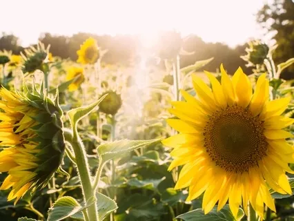 Background Happiness