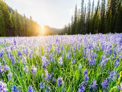 Morning Calm - Relaxing Music To Start Your Day
