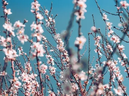 Bài Thiền dẫn Mùa xuân