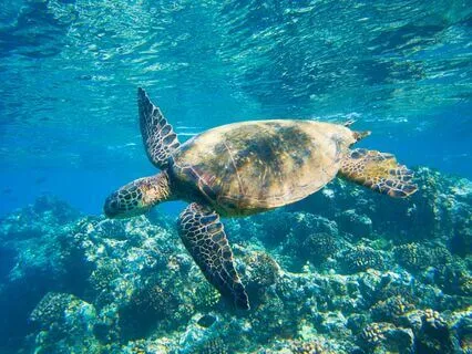 Balance Emotions - Crystal Singing Bowls 432Hz