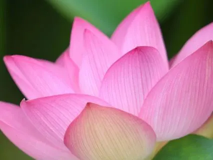 Balance, Ground And Heal With Chakra Affirmations