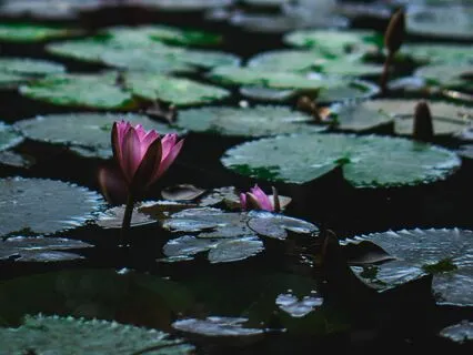 Balance The Lower Chakras Sound Bath With Solfeggio Tones