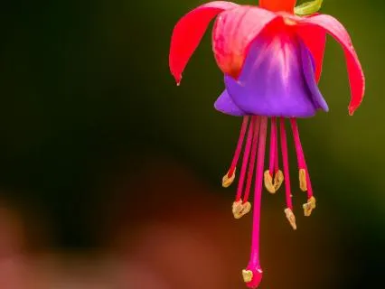 Balance the Seven Lights 8 hours sleepmix 432 hz