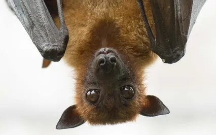 Balanced Conversation With Spirit Animal Bat