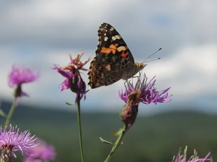 Balancing And Relaxation With Reiki
