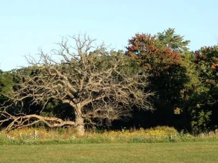 Balancing Openness And Protection: A Tree Meditation