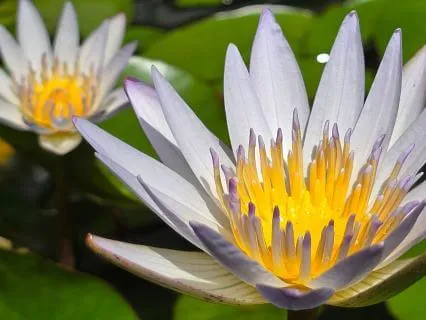 Balancing Sacral Chakra For Healthy Relationships