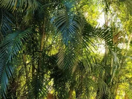 Balancing The Energy | Liver Healing Sound Meditation