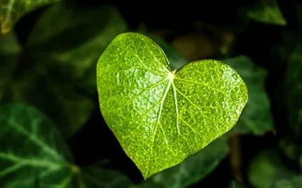 Balancing The Heart Chakra Meditation