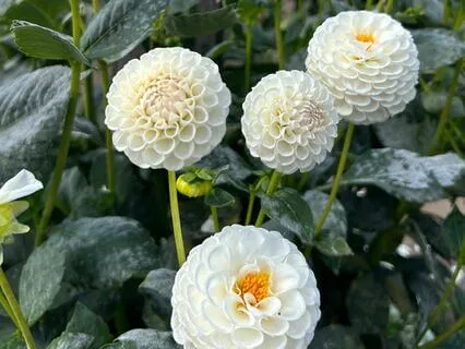 Balancing Yin And Yang Energies With Nadi Shodhana Breathing