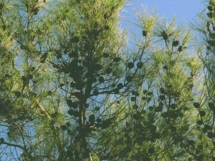 Balearic Pines: A Grounding Body Practice