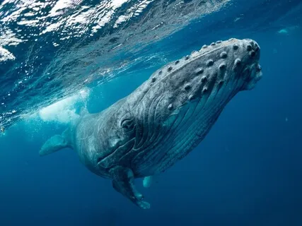 Balinaların Şarkısı