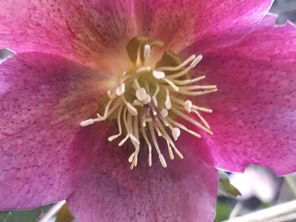 Ball Everywhere Heat