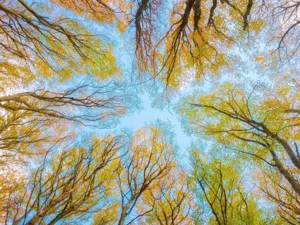 Ballad Beneath The Golden Canopy