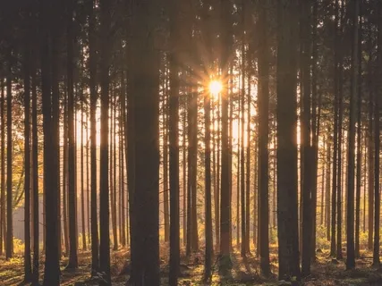 Balmy Days And Gentle Nights