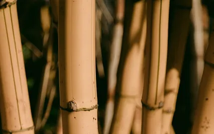 Bamboo Flute Meditation