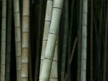 Bamboo Leaf (Longer Version)