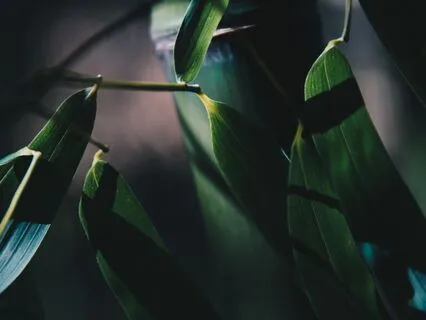 Bamboo Leaf
