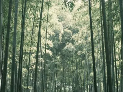 Bamboo Zen Flow