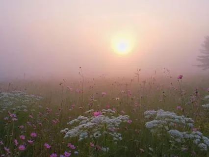 Bansuri Flute Elysium