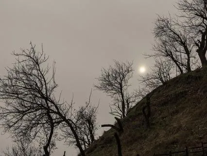 Bansuri Flute Winds Of The Forest Pure Relaxation