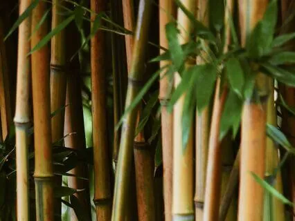 Bansuri Garden Blissful Yoga Flow