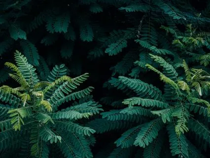 Baptisia - Music For Relaxation & Stress Relief