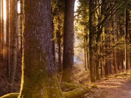 Bara få finnas (5 Riktning)