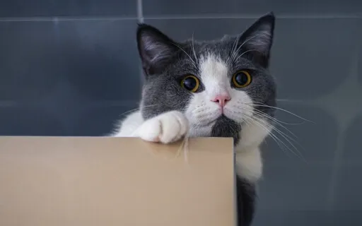 Baroque Relaxing Studying & Brain Power Music